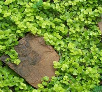 Shop Aurea Golden Creeping Jenny - 10 Count Flat of 4.5" Pots