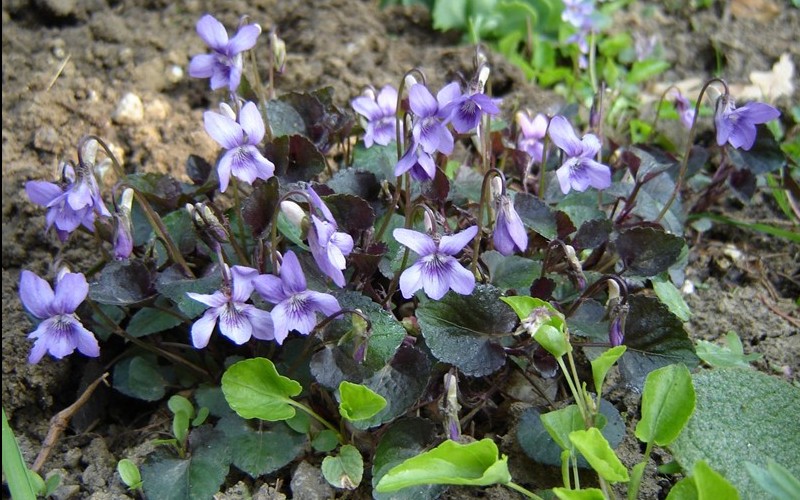 Viola labradorica 'Purpurea' - Labrador Violet - 10 Count Flat - 4.5