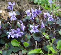 Viola labradorica 'Purpurea' - Labrador Violet