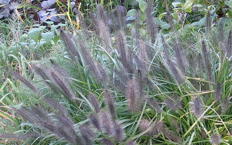 Moudry Black Fountain Grass - Pennisetum Photo 2