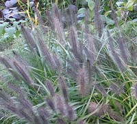 Moudry Black Fountain Grass - Pennisetum