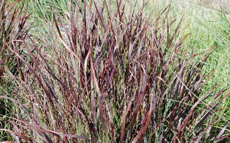 Panicum virgatum ' Shenandoah' - Shenandoah Switch Grass Photo 1