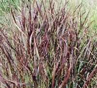 Panicum virgatum ' Shenandoah' - Shenandoah Switch Grass
