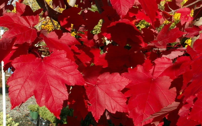 October Glory Red Maple - 3 Gallon - Trees | ToGoGarden