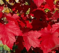 October Glory Red Maple
