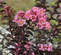 Shop Delta Jazz Crape Myrtle - 2 Gallon