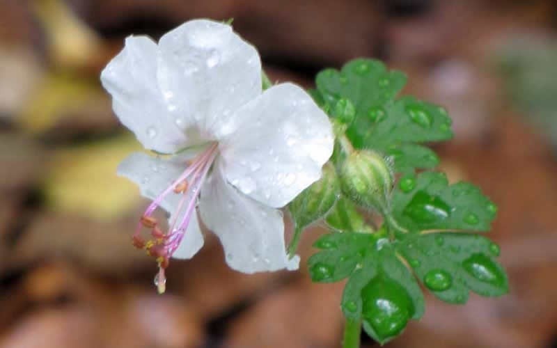 Biokovo Cranesbill Geranium - 1 Gallon - Perennial Plants | ToGoGarden