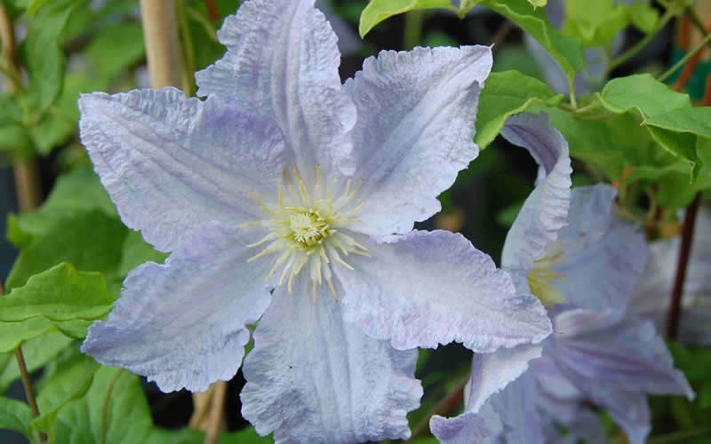 Blue Angel Clematis - 1 Gallon - With Trellis - Clematis - Arbors & Arches | ToGoGarden