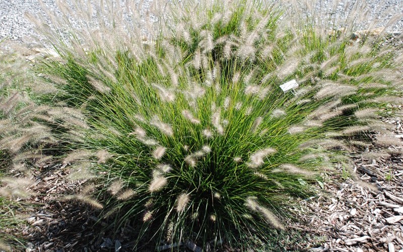 Hamelin Pennisetum Grass Photo 1