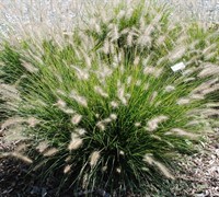Shop Hamelin Pennisetum Grass - 1 Gallon