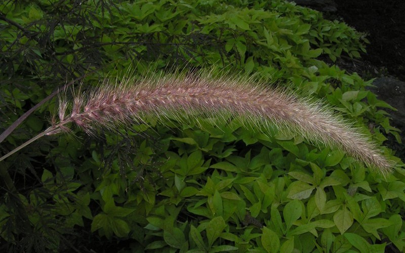 Rubrum Purple Fountain Grass - 3 Gallon - Grasses - Ornamental | ToGoGarden