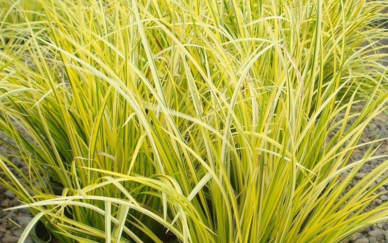 Dwarf Golden Sweetflag Ogon - 1 Gallon - Deer Resistant Groundcover Plants | ToGoGarden
