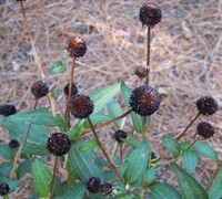 Black Eyed Susan