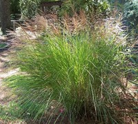 Maiden Grass - Miscanthus sinensis 'Gracillimus'