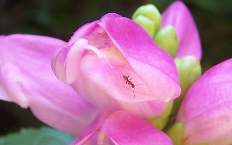Hot Lips Chelone - Pink Turtlehead Photo 3