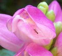 Hot Lips Chelone - Pink Turtlehead