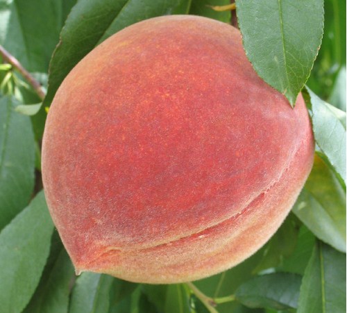 Elberta Peach - 5 Gallon - Fruit Plants | ToGoGarden