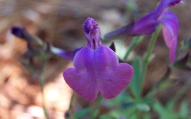 Ultra Violet Salvia - Texas Sage Photo 1