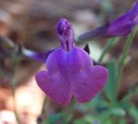 Ultra Violet Salvia - Texas Sage