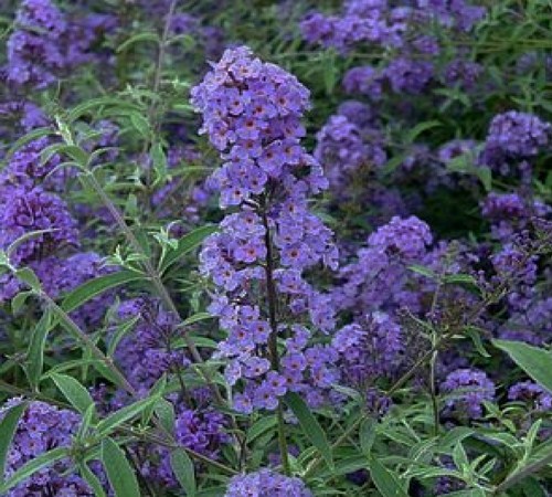 Nanho Purple/Blue Butterfly Bush - 2.5 Quart - Buddleia - Butterfly Bush | ToGoGarden