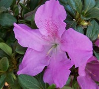 Autumn Lilac Encore Azalea