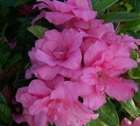 Autumn Carnation Encore Azalea