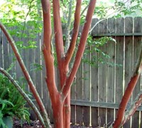 Natchez Crape Myrtle