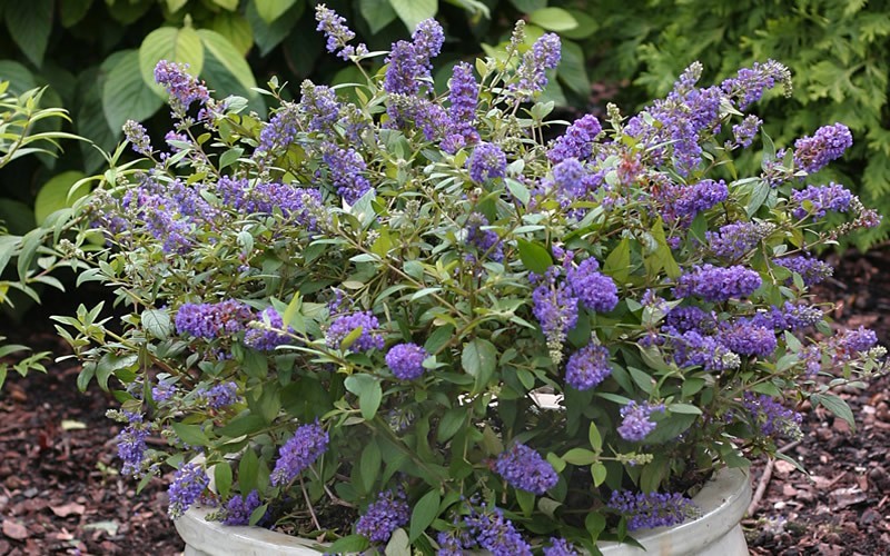 Lo & Behold Blue Chip Butterfly Bush - 1 Gallon - Butterfly Bush | ToGoGarden