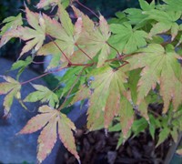 Sango Kaku Coral Bark Japanese Maple