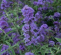 Nanho Purple/Blue Butterfly Bush