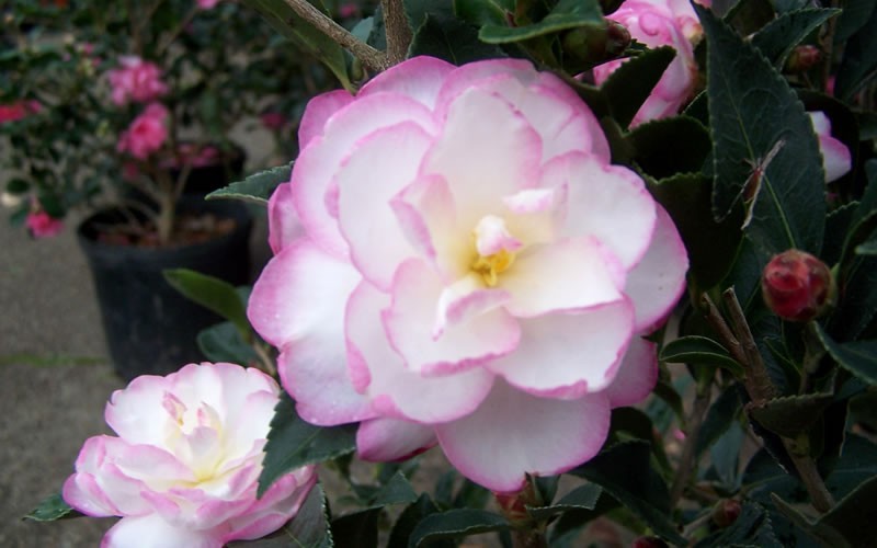Leslie Ann Camellia Sasanqua - 3 Gallon - Sasanqua Camellias - Fall Blooming | ToGoGarden