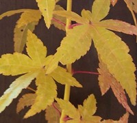 Shop Golden Bark Bihou Japanese Maple - 2 Gallon