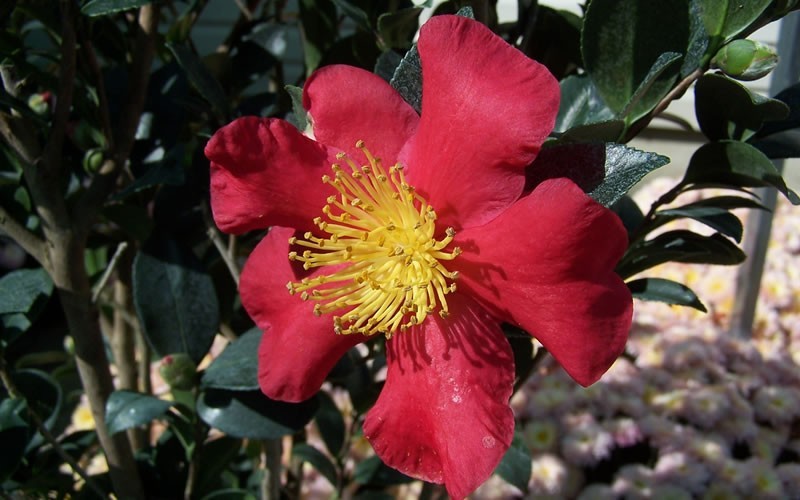 Yuletide Camellia Sasanqua Photo 2
