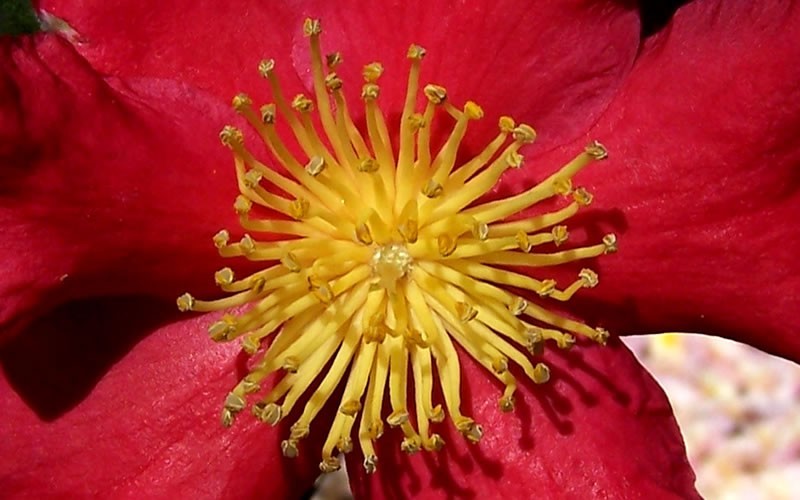 Yuletide Camellia Sasanqua Photo 4