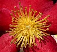 Yuletide Camellia Sasanqua