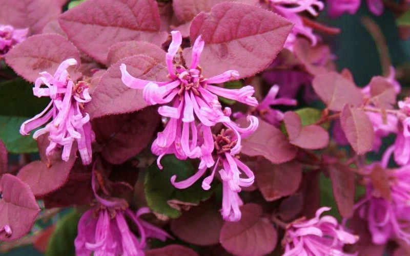 Loropetalum Chinense Rubrum Ruby – SNLI