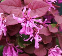 Ruby Loropetalum - Loropetalum chinense var. rubrum 'Ruby' Ruby Loropetalum - Loropetalum chinense var. rubrum 'Ruby'