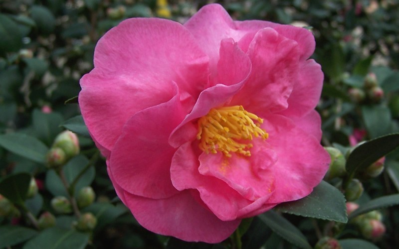 Stephanie Golden Camellia Sasanqua Photo 2
