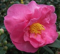 Stephanie Golden Camellia Sasanqua