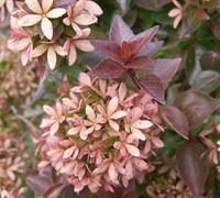 Shop Rose Creek Dwarf Abelia - 3 Gallon