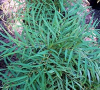 Soft Caress Mahonia