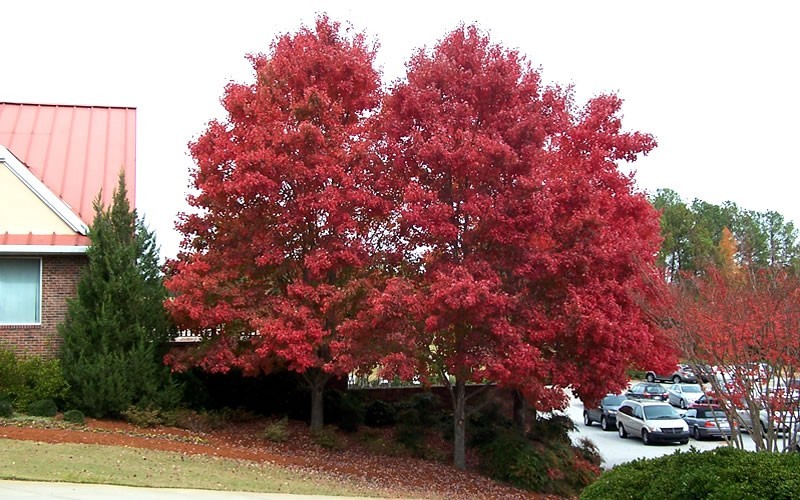 Autumn Blaze Red Maple Photo 5