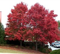 Autumn Blaze Red Maple