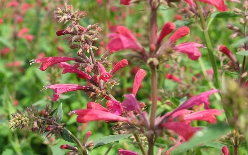 Raspberry Summer Agastache - Hummingbird Mint Photo 2