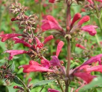 Raspberry Summer Agastache - Hummingbird Mint
