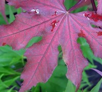 Purple Ghost Japanese Maple