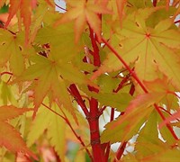 Fjellheim Dwarf Coral Bark Japanese Maple