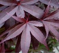 Twombley's Red Sentinel Japanese Maple