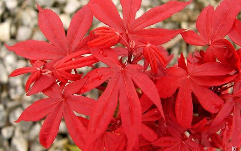 Twombley's Red Sentinel Japanese Maple Photo 2