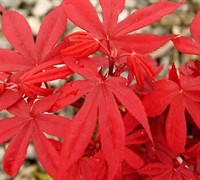 Twombley's Red Sentinel Japanese Maple